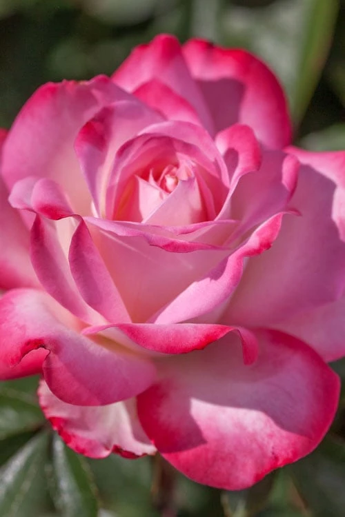 Candy Cane Cocktail Floribunda Rose - 3 Gallon Pot - Image 5