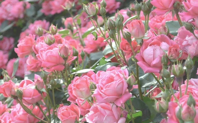 The Georgia Peach Shrub Rose - 1 Gallon Pot - Image 6