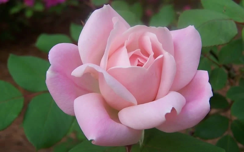 The Georgia Peach Shrub Rose - 1 Gallon Pot - Image 5