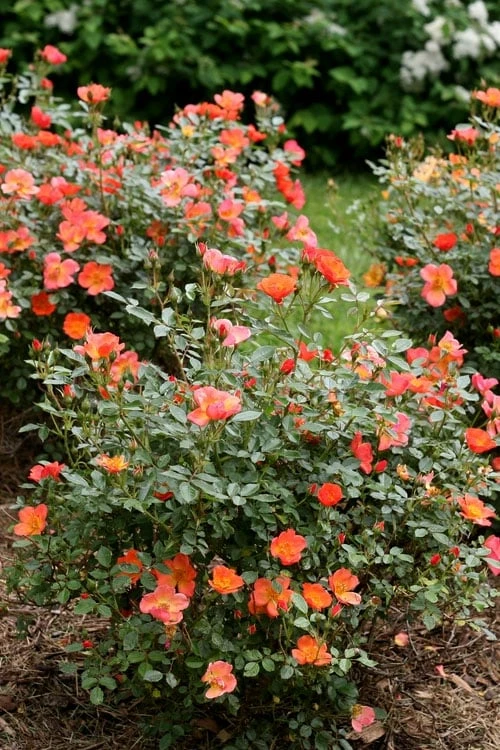 Oso Easy 'Hot Paprika' Rose - 3 Gallon Pot - Image 5