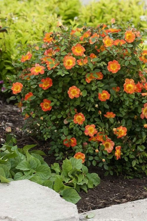 Oso Easy 'Hot Paprika' Rose - 3 Gallon Pot - Image 6