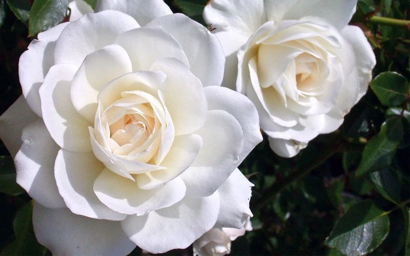 Iceberg Shrub Rose - 3 Gallon Pot - Image 7