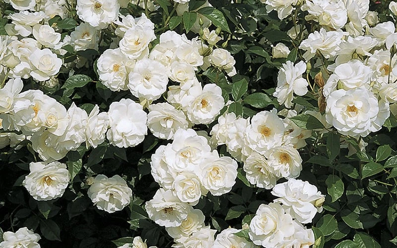 Iceberg Tree Rose - 7 Gallon Pot - Image 5