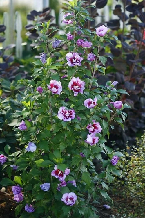 Purple Pillar Rose Of Sharon - 3 Gallon Pot - Image 5