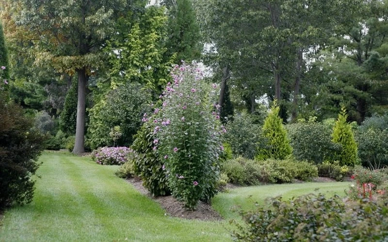 Purple Pillar Rose Of Sharon - 3 Gallon Pot - Image 4