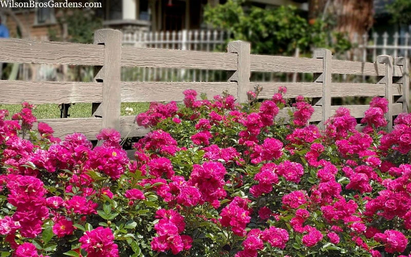 Oso Easy 'Peasy' Rose - 2 Gallon Pot - Image 6