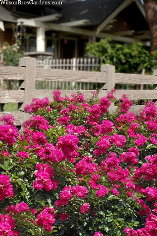 Oso Easy 'Peasy' Rose - 2 Gallon Pot