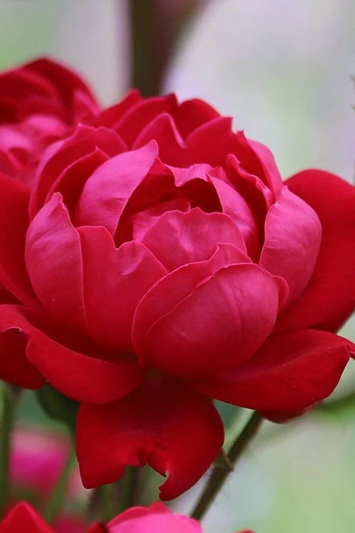 Petite Knock Out Rose - 2 Gallon Pot - Image 4