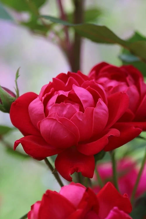 Petite Knock Out Rose - 2 Gallon Pot - Image 5