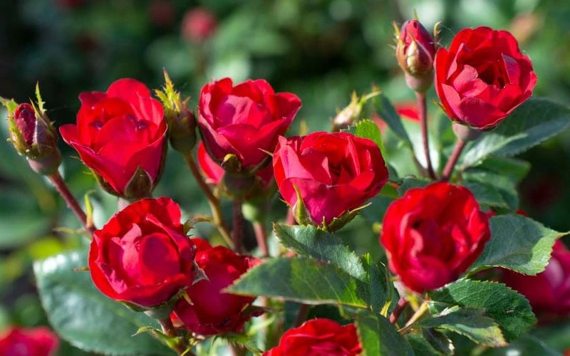 Petite Knock Out Rose - 2 Gallon Pot - Image 6