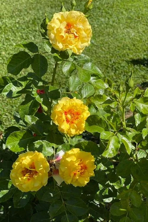 Rise Up Ringo Rose - 3 Gallon Pot - Image 4