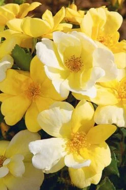 Sunny Yellow Knock Out Rose - 1 Gallon Pot
