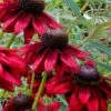 Cherry Brandy Rudbeckia (Black Eyed Susan) - 1 Gallon Pot