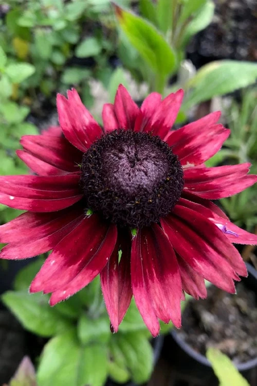 Cherry Brandy Rudbeckia (Black Eyed Susan) - 10" Patio Pot - Image 7