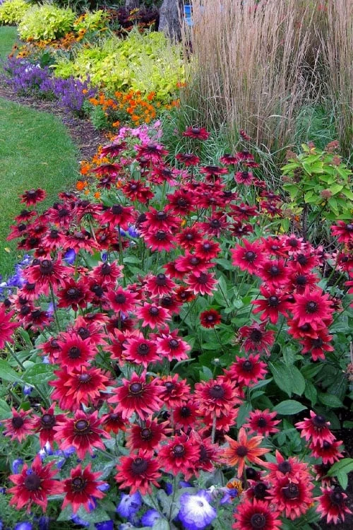 Cherry Brandy Rudbeckia (Black Eyed Susan) - 10" Patio Pot - Image 4