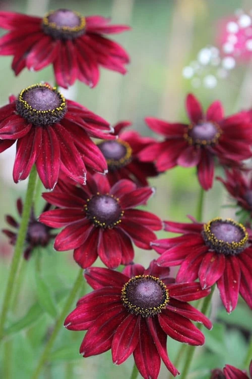 Cherry Brandy Rudbeckia (Black Eyed Susan) - 10" Patio Pot - Image 6