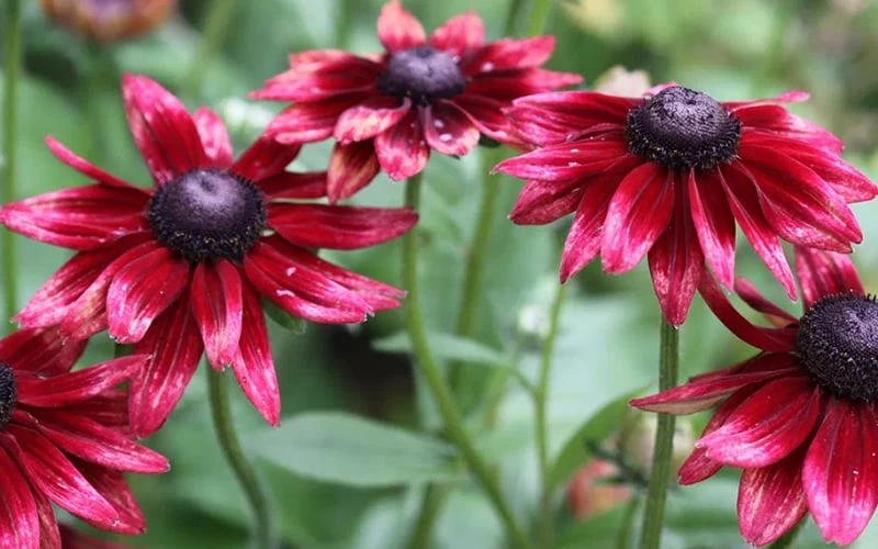 Cherry Brandy Rudbeckia (Black Eyed Susan) - 10" Patio Pot - Image 5