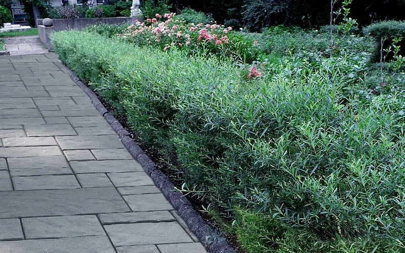 Dwarf Blue Arctic Willow Bush (Salix Purpurea 'Nana') - 1 Gallon Pot - Image 5