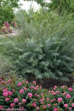 Dwarf Blue Arctic Willow Bush (Salix Purpurea 'Nana') - 2 Gallon Pot