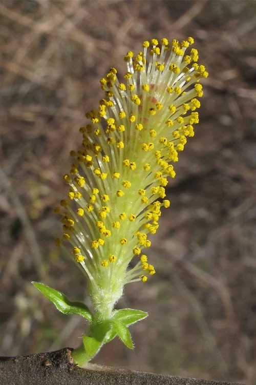 Silky Willow (Salix Sericea) - 3 Pack Of 1.5 Quart Pots - Image 7
