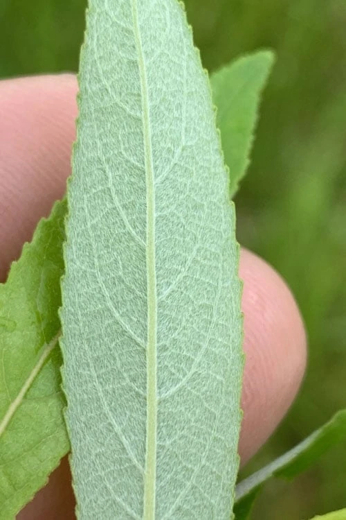 Silky Willow (Salix Sericea) - 3 Pack Of 1.5 Quart Pots - Image 5