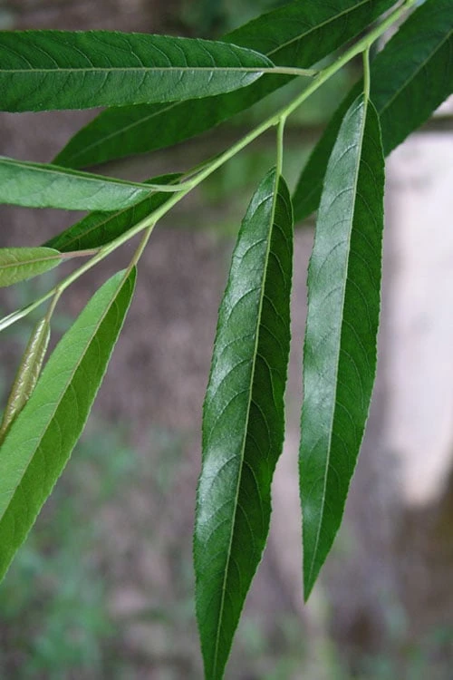 Silky Willow (Salix Sericea) - 3 Pack Of 1.5 Quart Pots