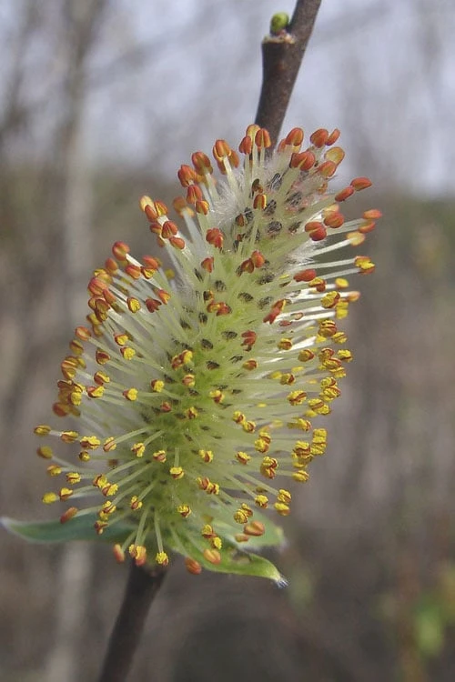 Silky Willow (Salix Sericea) - 3 Pack Of 1.5 Quart Pots - Image 6