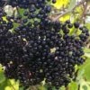 Ranch American Elderberry (Sambucus Canadensis) - 1 Gallon Pot