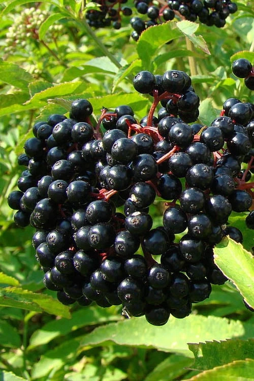 American Elderberry (Sambucus Nigra Canadensis) - 3 Pack Of 1.5 Quart Pots - Image 6
