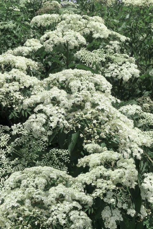 American Elderberry (Sambucus Nigra Canadensis) - 3 Pack Of 1.5 Quart Pots - Image 7
