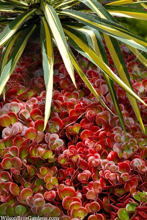 Coral Reef Sedum - 5-Pack Of Pint Pots - Image 7