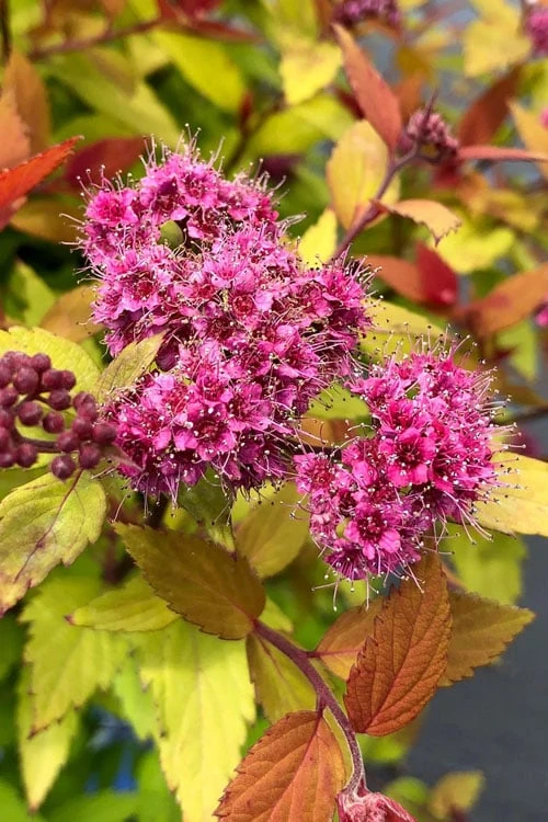 Rainbow Fizz Spirea - 1 Gallon Pot - Image 5