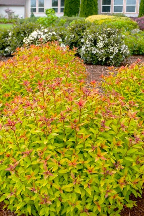 Rainbow Fizz Spirea - 1 Gallon Pot - Image 4