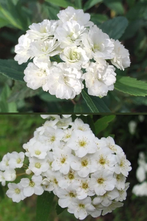 Reeves Bridal Wreath Spirea - 1 Gallon Pot - Image 4