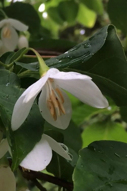 Fragrant Fountain Weeping Japanese Snowbell Tree - 5 Gallon Pot - Image 8