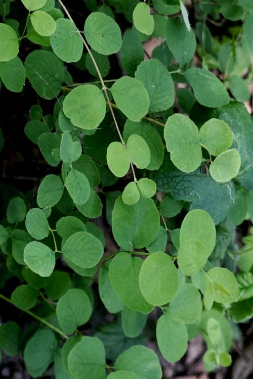 White Snowberry Bush (Symphoricarpos Albus) - 1 Gallon Pot - Image 5