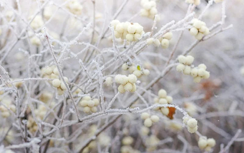 White Snowberry Bush (Symphoricarpos Albus) - 1 Gallon Pot - Image 6