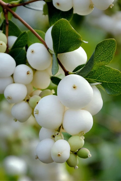 White Snowberry Bush (Symphoricarpos Albus) - 1 Gallon Pot