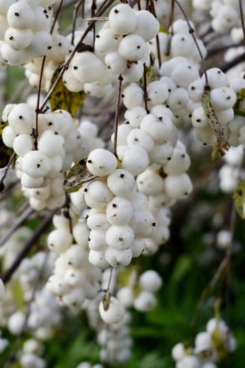 White Snowberry Bush (Symphoricarpos Albus) - 1 Gallon Pot - Image 4