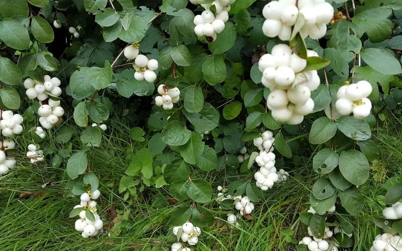 White Snowberry Bush (Symphoricarpos Albus) - 1 Gallon Pot - Image 10