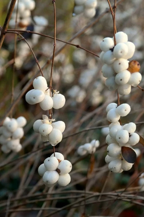 White Snowberry Bush (Symphoricarpos Albus) - 1 Gallon Pot - Image 9