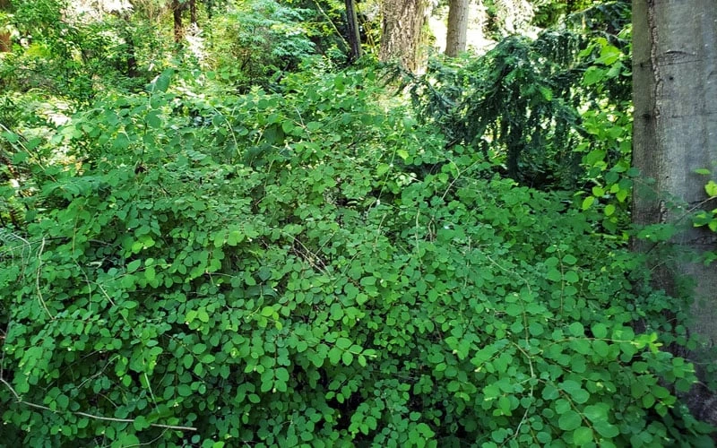 White Snowberry Bush (Symphoricarpos Albus) - 1 Gallon Pot - Image 7