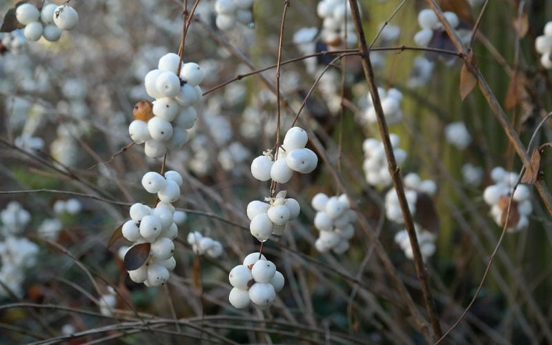 White Snowberry Bush (Symphoricarpos Albus) - 1 Gallon Pot - Image 8