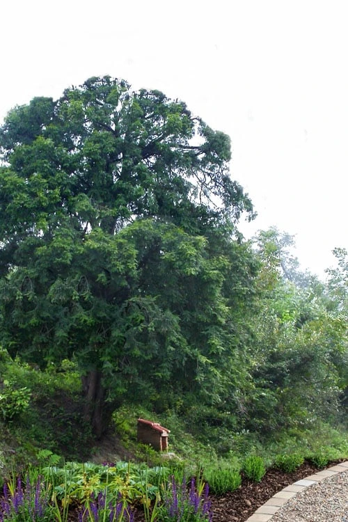 Chinese Yew Tree (Taxus Chinensis) - 3 Gallon Pot - Image 3