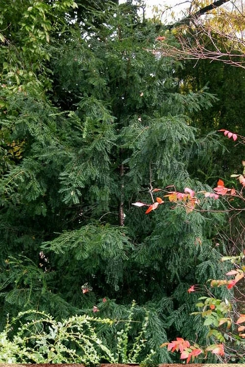 Chinese Yew Tree (Taxus Chinensis) - 3 Gallon Pot - Image 6