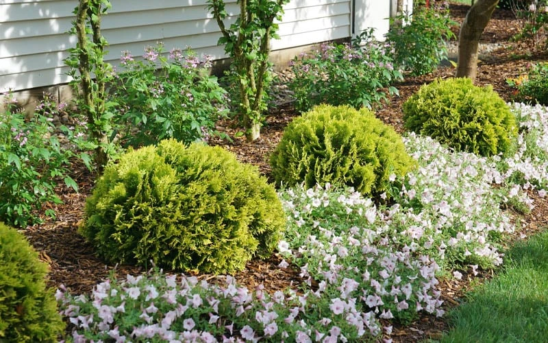 Anna's Magic Ball Arborvitae (Thuja) - 3 Gallon Pot - Image 5