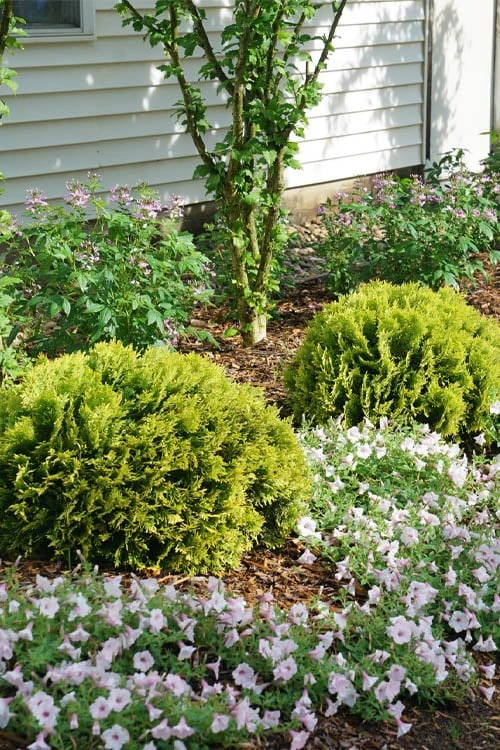 Anna's Magic Ball Arborvitae (Thuja) - 3 Gallon Pot - Image 4