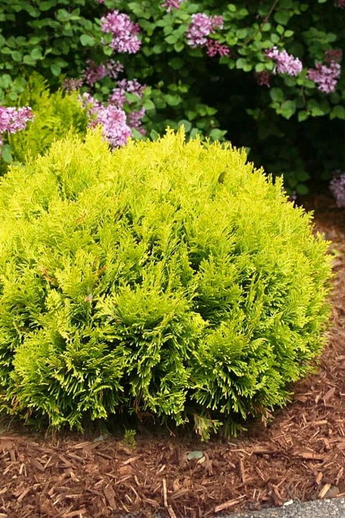 Anna's Magic Ball Arborvitae (Thuja) - 3 Gallon Pot - Image 6