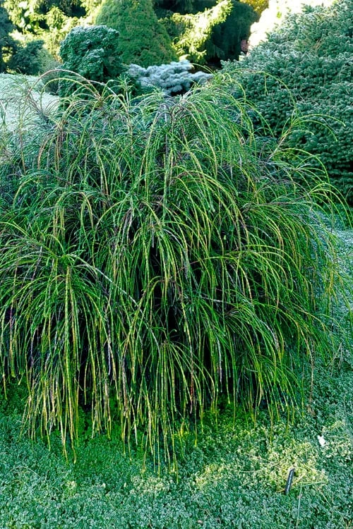 Whipcord Arborvitae - Thuja Plicata 'Whipcord' -1 Gallon Pot - Image 4