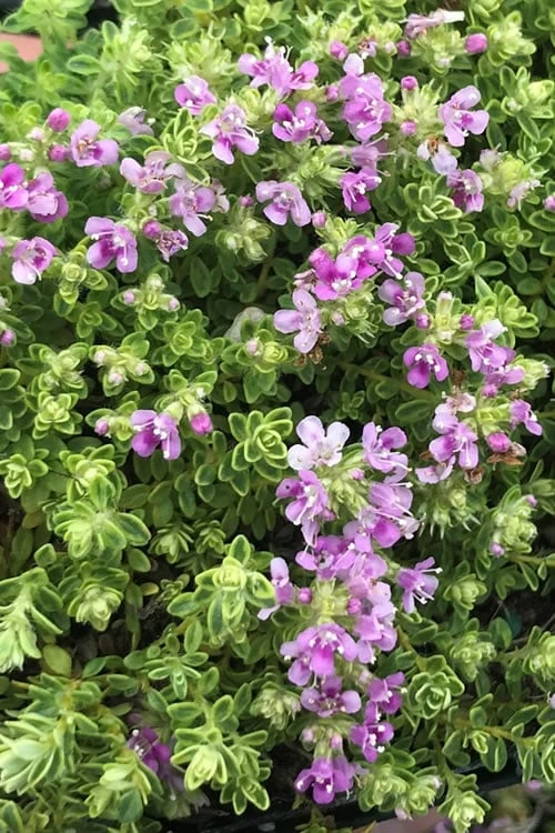 Highland Cream Creeping Thyme - 5 Pack Of Quart Pots - Image 6